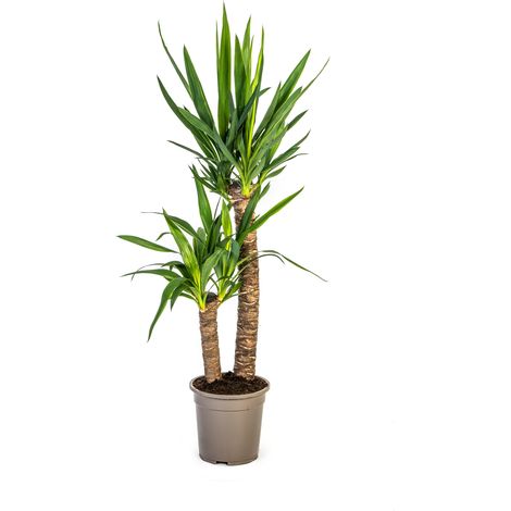 Yucca Elephantipes Plante d'Intérieur Tronc Robuste Feuilles Vertes Ø19 cm Hauteur 70-90 cm - PANGIVO (1/5)