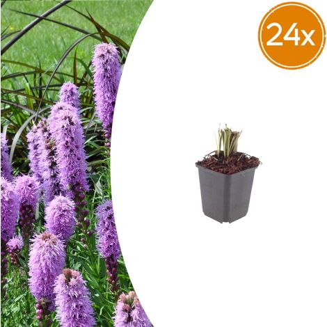 Lot de 24 Liatris spicata Liatride à épis Fleurs Rose Violacé Plante Vivace Pot Ø 9 cm H 10-25 cm - PANGIVO (1/5)
