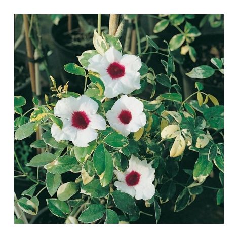 Pandorea Jasminoides Variegata v17