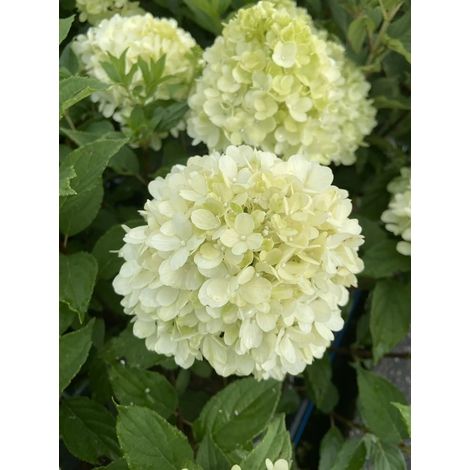 Gardenaria Ortensia - Hydrangea Paniculata 'Little Fresco' - Pianta acidofila ornamentale da esterno - Altezza: 40/50 cm (vaso19) (1/3)