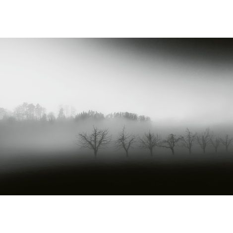 Papier peint panoramique paysage brouillardeux | Tapisserie panoramique grise & blanche avec arbres| Papier peint panoramique salon & chambre - 384 X 260 cm (8 pièces) (1/2)