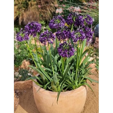 Agapanthe 'Black Jack' Pot de 3L/4L (1/2)