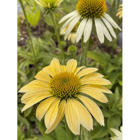 Rudbeckia pourpre 'Mellow Yellows' Godet de 8/9 cm