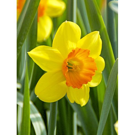 Narcisse trompette 'Loveday' Bulbe calibre 12+ (par 5) (1/2)