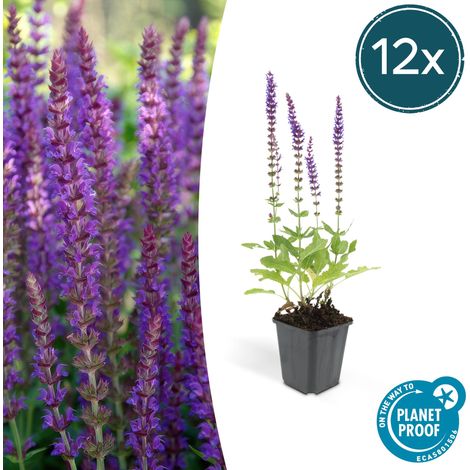 Lot de 12 Sauges des bois Salvia nemorosa 'Ostfriesland' Vivaces Violettes 10-25cm Ø9cm - PANGIVO (1/5)