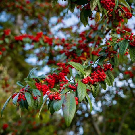 Cotoneaster franchetii - cotognastro di Franchet - alveolo forestale (1/2)