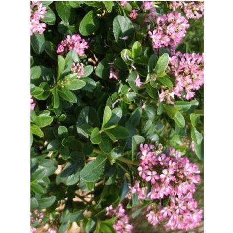 Escallonia laevis 'Pink Elle' Pot de 2L/3L