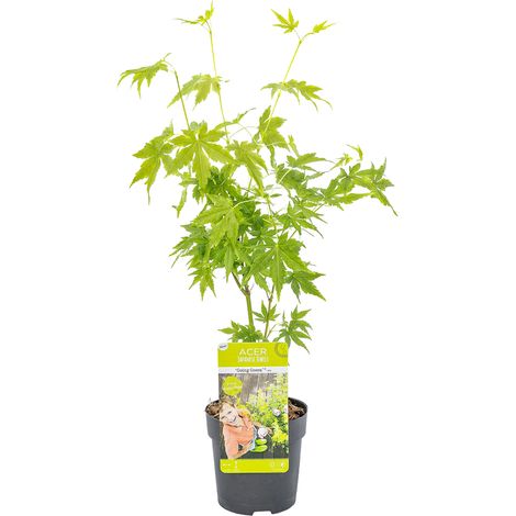 Bloomique - Acer palmatum 'Going Green' - Érable du Japon - Feuillage vert - Résistant au froid - Hauteur 20-30 cm - Pot 10,5 cm