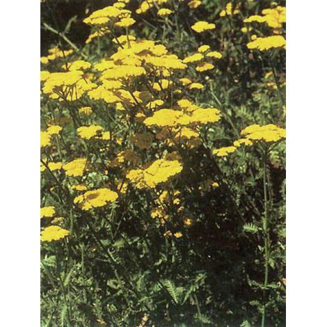 Achillée 'Moonshine' Godet de 8/9 cm