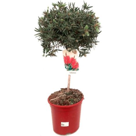 Planta Limpiatubos Callistemon Callistemun en Copa. en Maceta M21