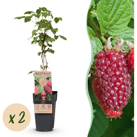 Tayberry Mûre-Framboise Arbuste Fruitier Rustique Fruits Pourpres Lot de 2 Plantes H50cm - PANGIVO (1/5)