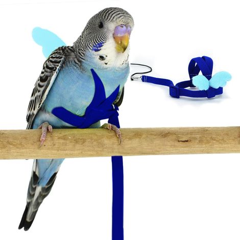 Harnais et Laisse pour Perroquet, Design d'entraînement réglable, Anti-Morsure, Corde en Nylon avec Aile Mignonne pour Perruche et Oiseaux de même Taille (S, Bleu) (1/5)