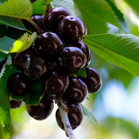 Pépinières Naudet – Cerisier bigarreau 'Noir de Meched' – Arbre fruitier vigoureux – Cerises noires sucrées – Hauteur à maturité 4-5m – Exposition plein soleil (1/3)