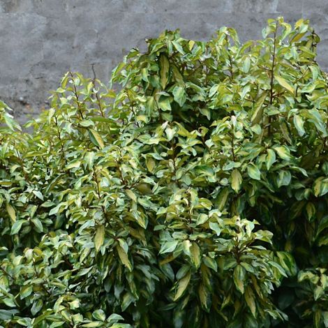 Elaeagnus panaché Maryline® 'Abrela', Chalef/Pot de 4L - 40/60 cm (1/5)