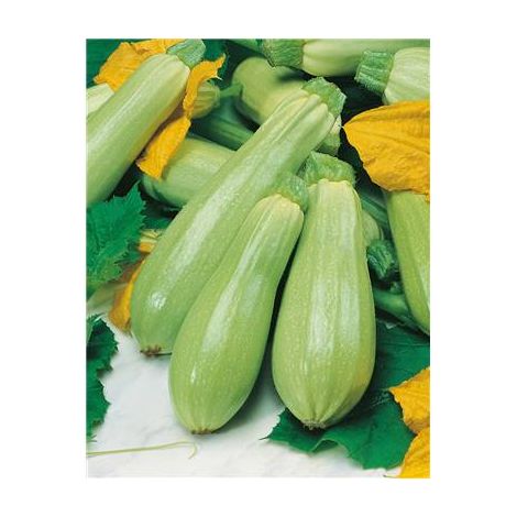 COURGETTE AMALTHEE HF1 - 5 G