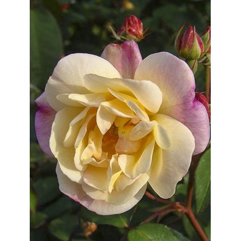 Rosier arbuste moschata 'Apricot Bells' Pot de 4L/5L