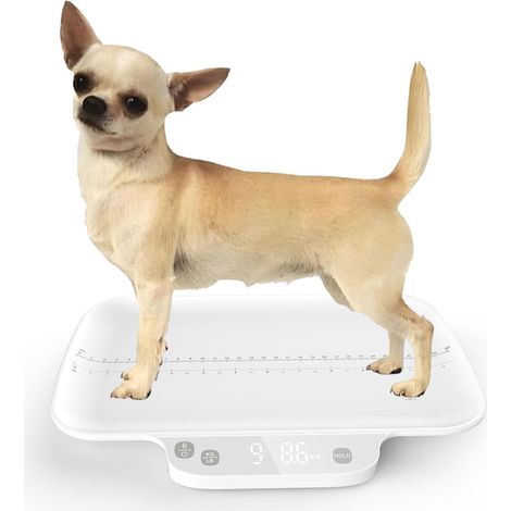 Balance pour chiots et petits animaux, avec fonction de maintien, pour chatons, précision 1 g/0,035 oz, poids max. 15 kg/33 lb, convient aux nouveau-nés, chatons, chihuahuas et chats. (1/5)