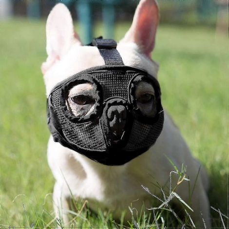 Muselière pour chien, ajustable et respirante, pour bouledogue anglais, bouledogue français, pékinois, shih tzu, carlin. Nouveaux modèles. Tailles : SZRH A-GB (1/4)