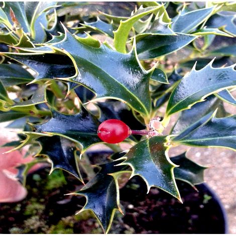 Planta Acebo Alaska. ILEX Aquifolium Alaska. 30-50 Cm (1/2)