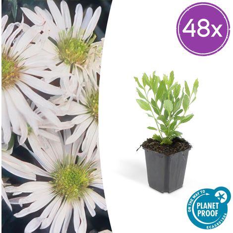Lot de 48 Asters ageratoides 'Ashvi' - Plante Vivace à Fleurs Blanches - Pot Ø 9 cm - 10-25 cm - PANGIVO (1/5)