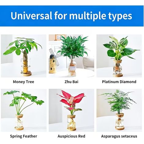 KineShineX Plant Nutrient Solution, Diluted Indoor Fertilizer for Green Plants and Potted Plants, Concentrated Spray (1/4)