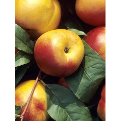 Pêcher 'Fantasia' Pot de 7,5L/10L, Demi-Tige