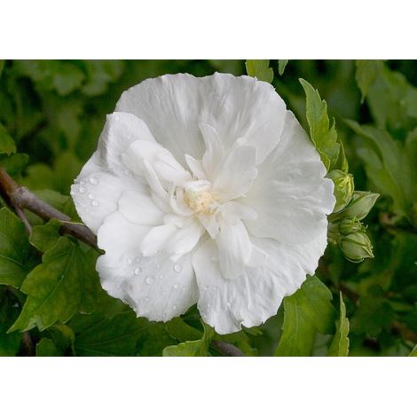 hibiscus 3 cuttings   white double