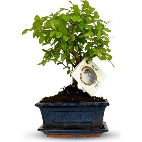 Bonsaï Forme de Boule Arbre Miniature avec Coupe en Céramique Décorative Hauteur 25-30 cm - PANGIVO (1/4)