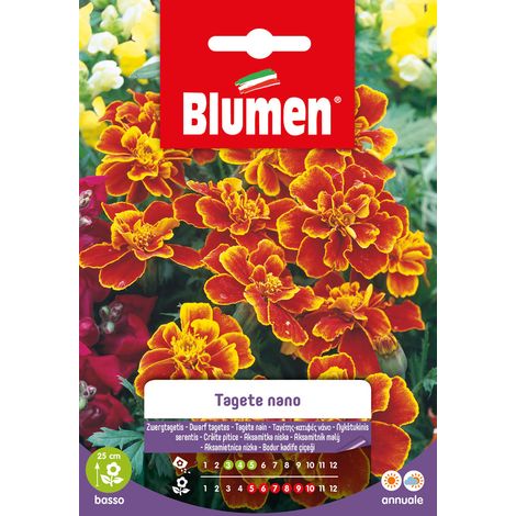 SEMI TAGETE NANO DAINTY MARIETTA BLUMEN