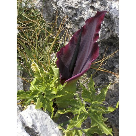 Serpentaire commune, Arum dragon Bulbe calibre 15/20 (1/2)