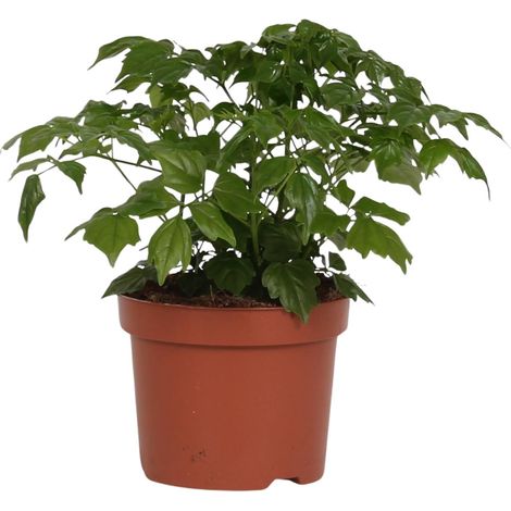 Rademachera Sinica Arbre de Cloche Asiatique Plante Verte d'Intérieur Facile Ø12 cm H27 cm - PANGIVO (1/4)