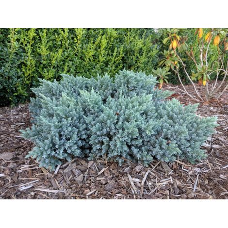 Ginepro squamoso "Juniperus squamata Blue Star" pianta in vaso 11 cm