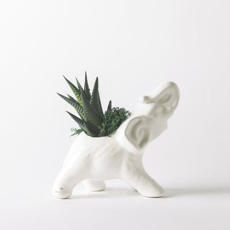 Plante succulente en pot céramique artisanale Éléphant - Blanc