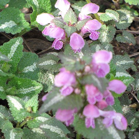 4 x Lamier tacheté - Lamium maculatum 'Roseum' - godet 9x9 cm