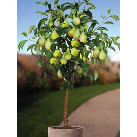 Poirier nain 'Condo' Pot de 4L/5L, Nain (1/3)