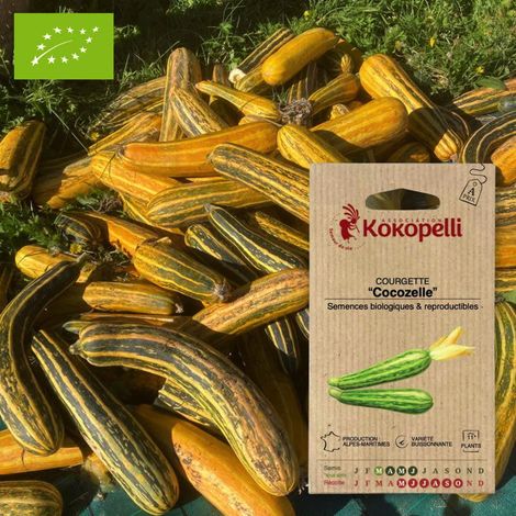 Courgette Cocozelle- Graines bio à semer