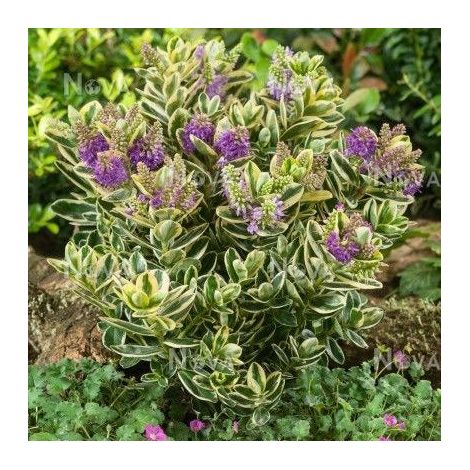 HEBE ADDENDA ADDENDA VARIEGATO MISTO VASO 15CM