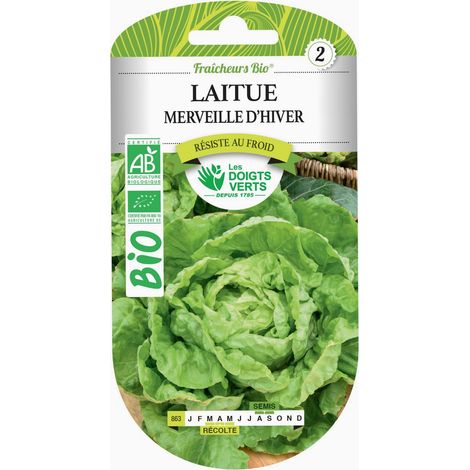 Graines laitue merveille d'hiver BIO Les Doigts Verts