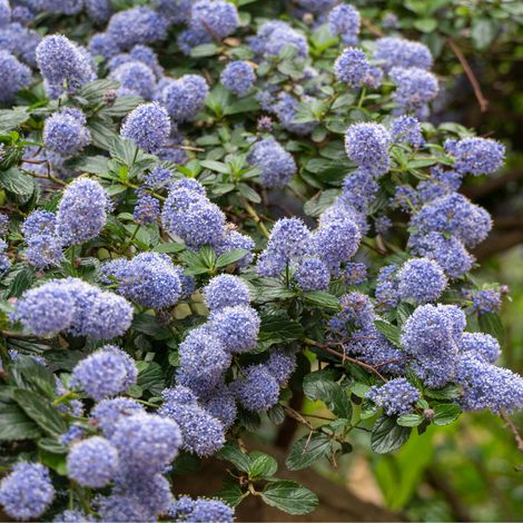 Céanothe gloire de versailles - Ceanothus gloire de versailles 50 cm Pot 3L (1/4)