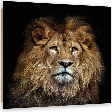 Quadro deco panel, Leone maestoso - 40x40 (1/5)