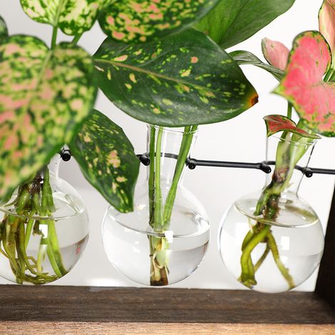 Vase hydroponique mural pour plante verte, cadre en bois, décoration pour salon et maison
