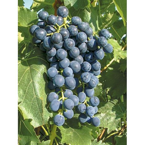 Vigne 'Muscat Bleu' Pot de 4L/5L