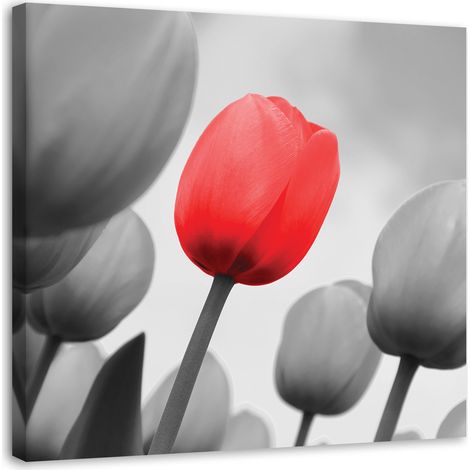 Quadro su tela, Fiore di tulipano rosso - 30x30 (1/5)