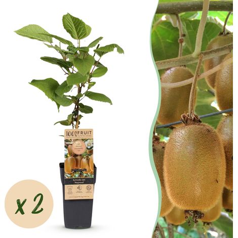 Actinidia deliciosa Hayward - Lot de 2 Plantes de Kiwi Femelle - Grimpante - Pot 15cm - 50cm - PANGIVO (1/5)