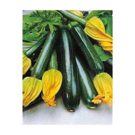 COURGETTE BLACK JACK HF1 - 5 G