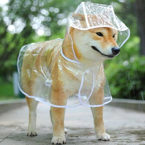 BelleRise - Imperméable transparent en PVC pour chien/chiot, taille XL, longueur dos 36 cm (recommandé pour les chiens de 15 à 22 catties). (1/4)