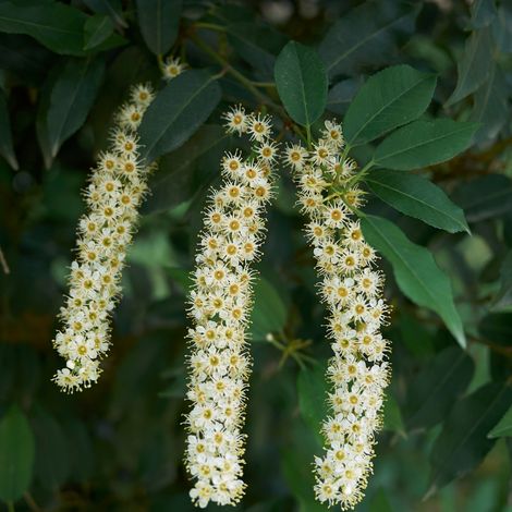 Laurier du Portugal - Prunus lusitanica 40cm en pot (1/2)