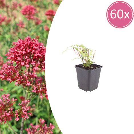 60x Valériane Rouge Centranthus ruber Coccineus Vivace Mellifère Rouge Rosé 10-25 cm Ø 9 cm - PANGIVO (1/5)