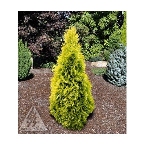 Thuja occidentalis Jantar vaso 18cm