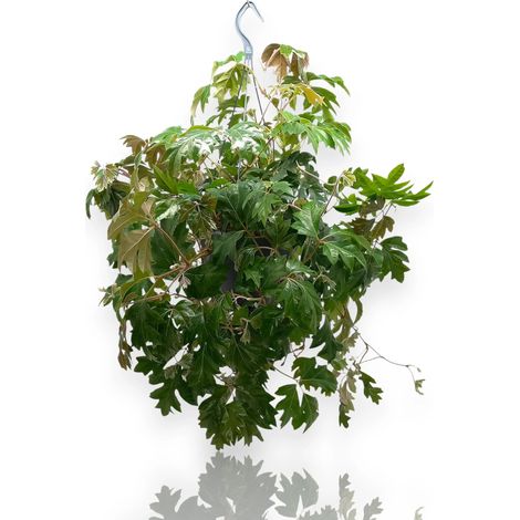 Gardenaria Cissus rhombifolia 'Ellen Danica' - Pianta da interno ornamentale - Altezza: 45 cm (vaso 19) (1/5)
